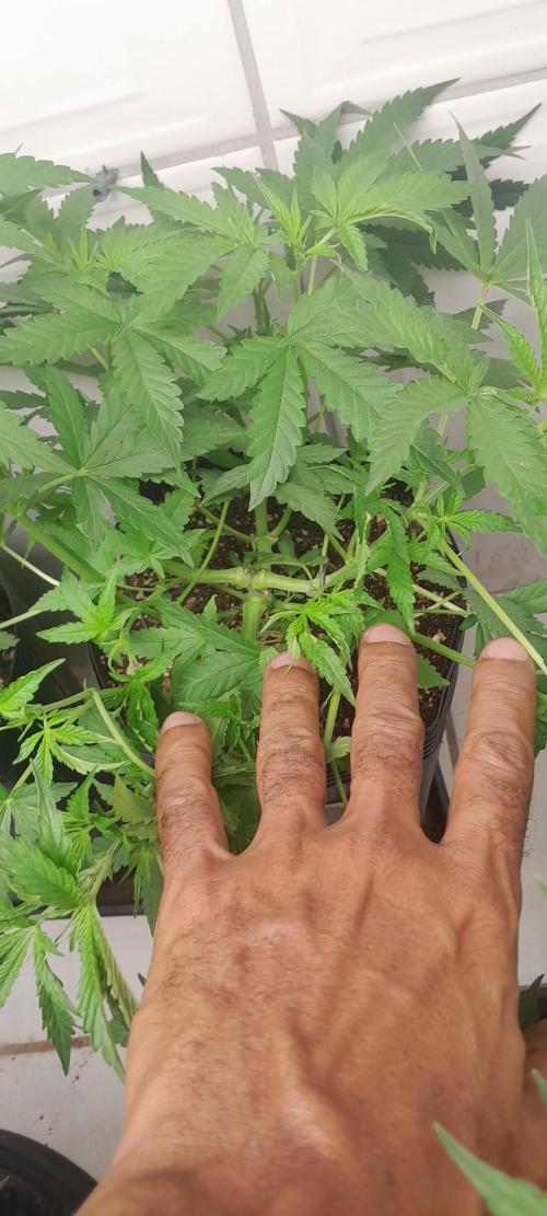 Duas Diesel. Week 4