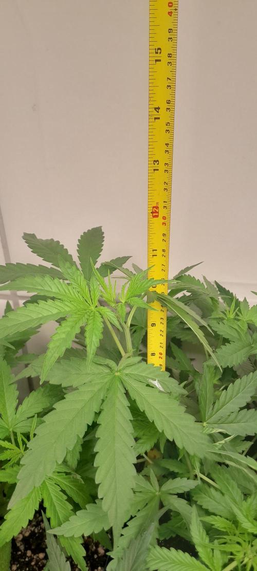 Duas Diesel. Week 4