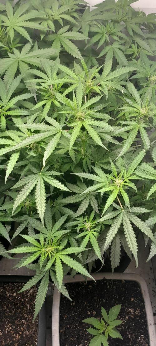 Blueberry. Week 6