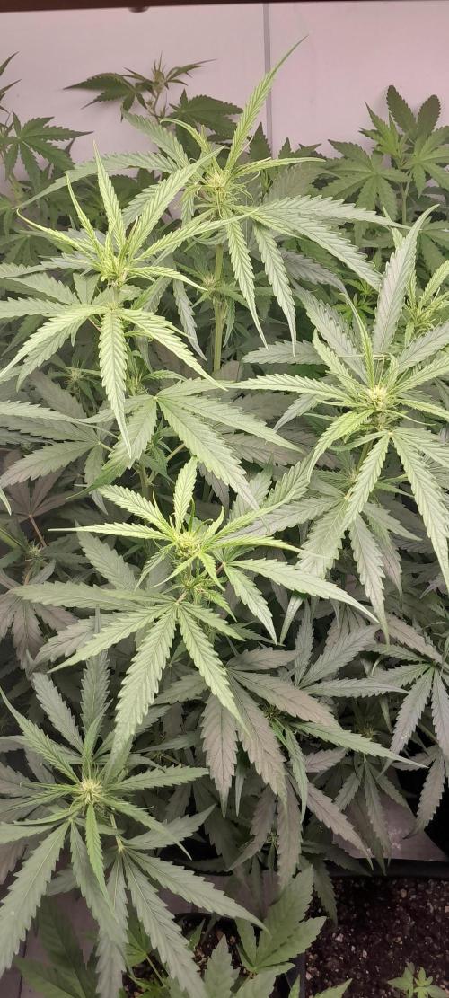 Umas variedade das antigas !. Week 5