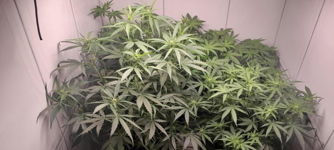 Umas variedade das antigas !. Week 5