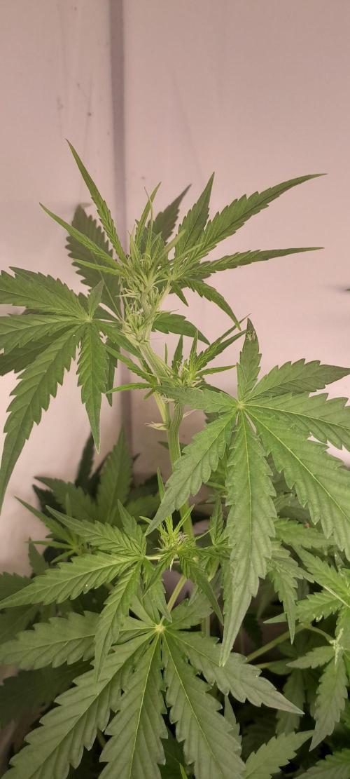 Duas Diesel. Week 4