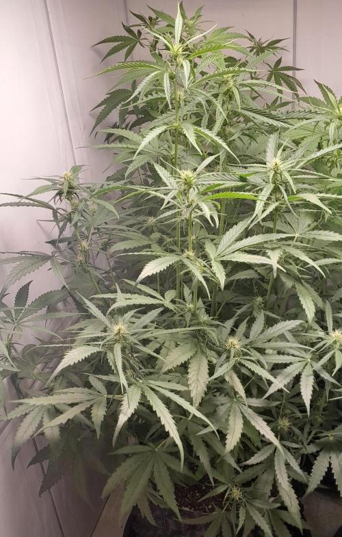 Umas variedade das antigas !. Week 6