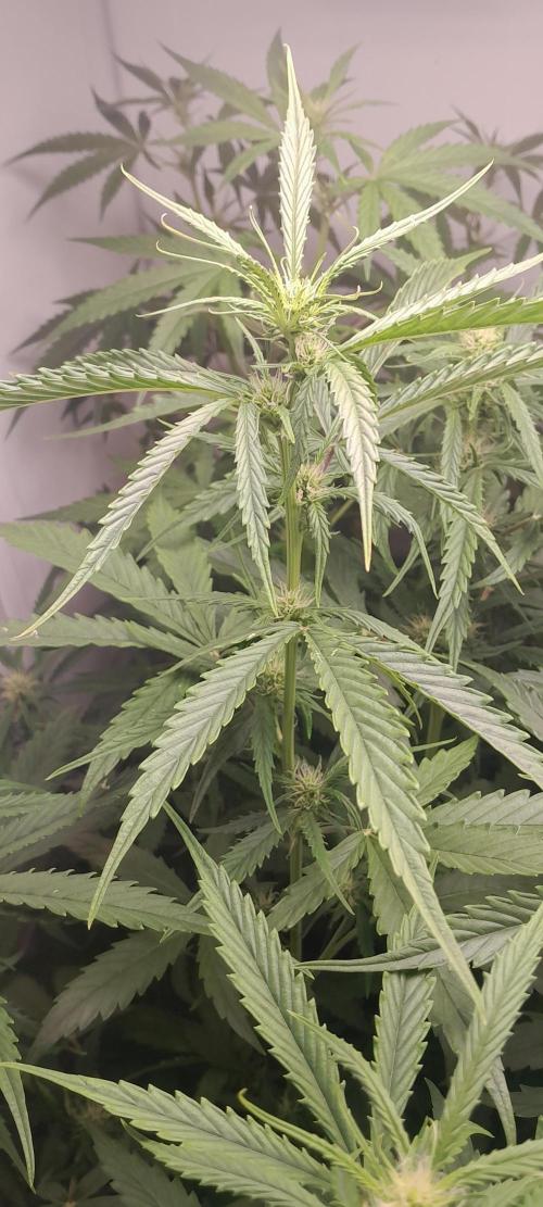 Umas variedade das antigas !. Week 6