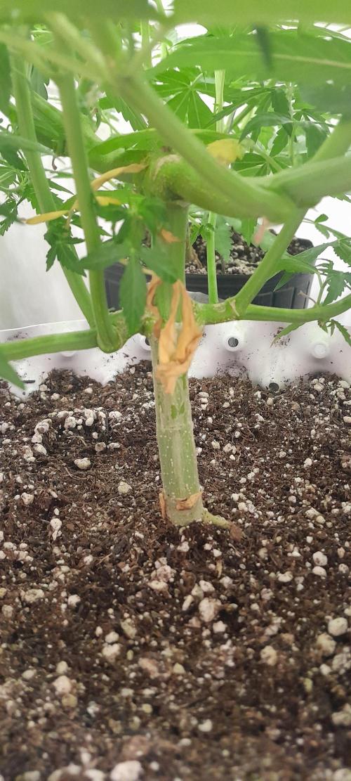 Umas variedade das antigas !. Week 6