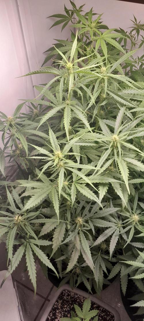 Umas variedade das antigas !. Week 6