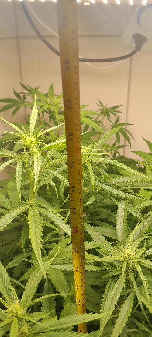 Umas variedade das antigas !. Week 6