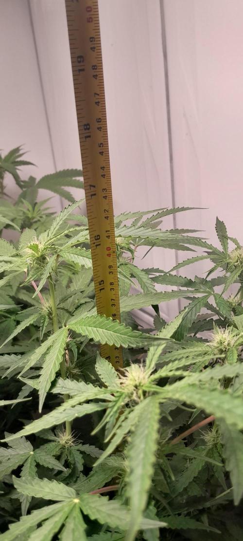 Blueberry. Week 7