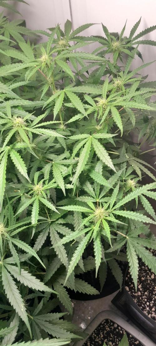Blueberry. Week 7