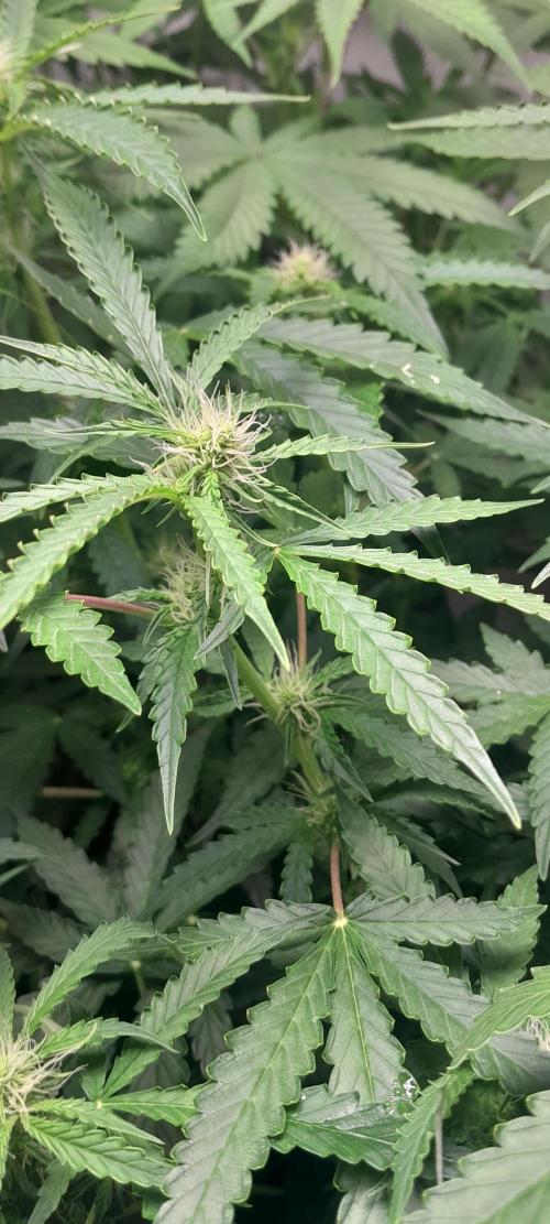 Blueberry. Week 7
