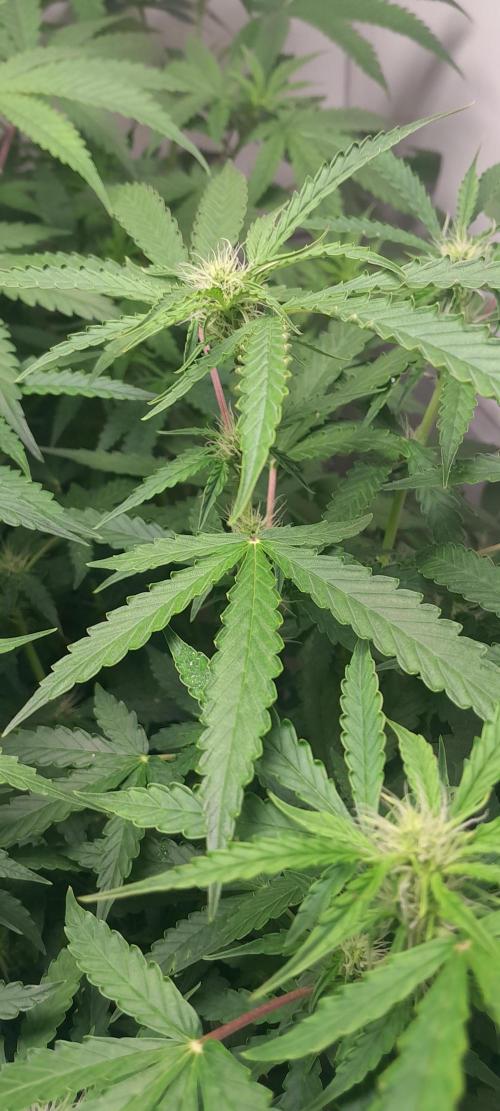 Blueberry. Week 7