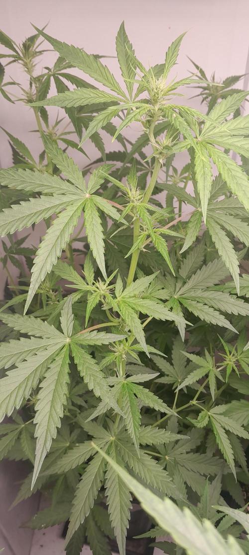 Duas Diesel. Week 5
