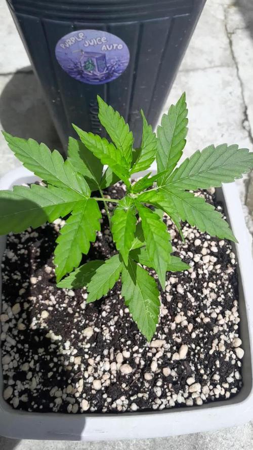 Milgrows Critical Auto