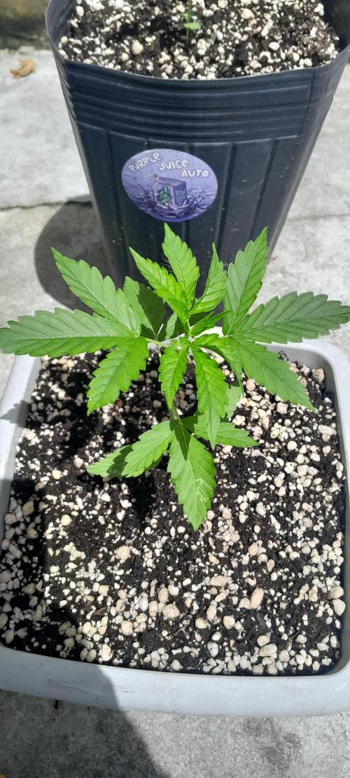 Milgrows Critical Auto. Week 2