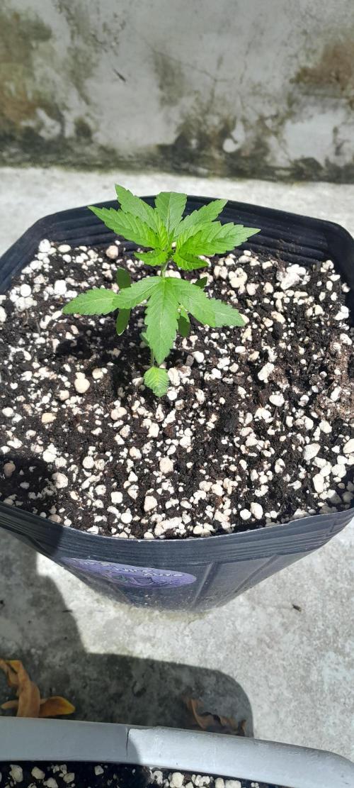 Milgrows Critical Auto. Week 2