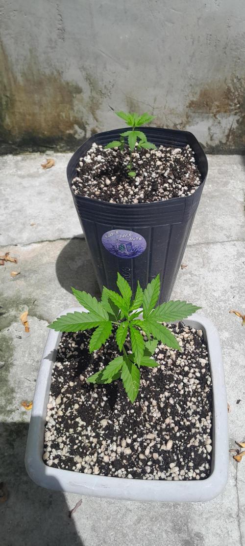 Milgrows Critical Auto. Week 2