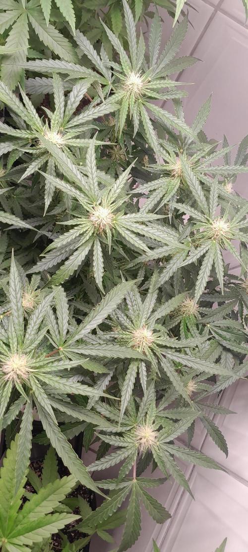 Blueberry. Week 7