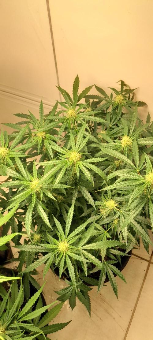 Blueberry. Week 7
