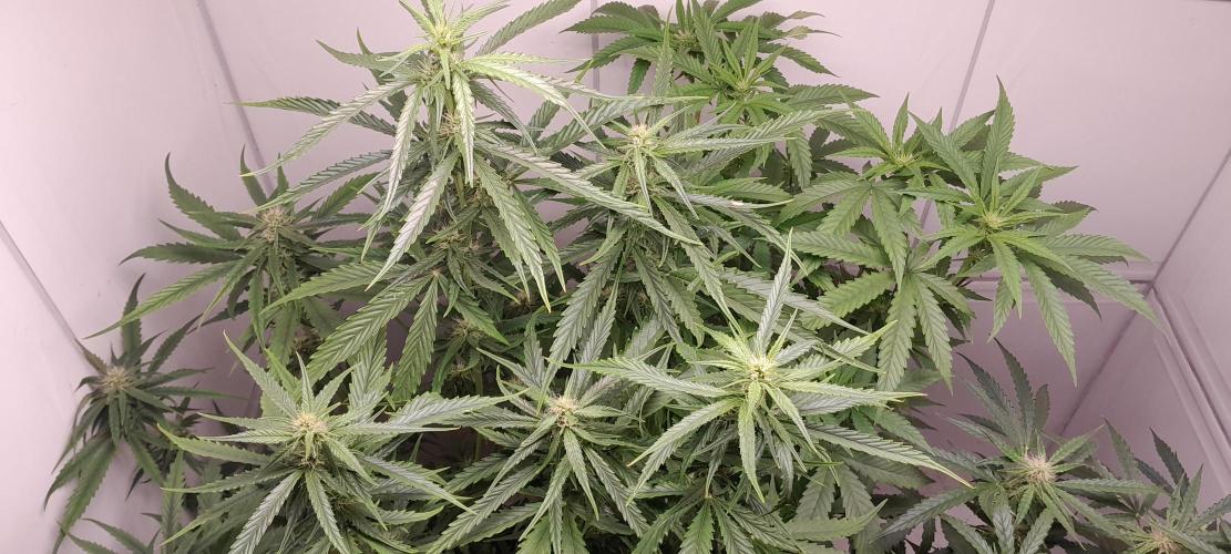 Umas variedade das antigas !. Week 6