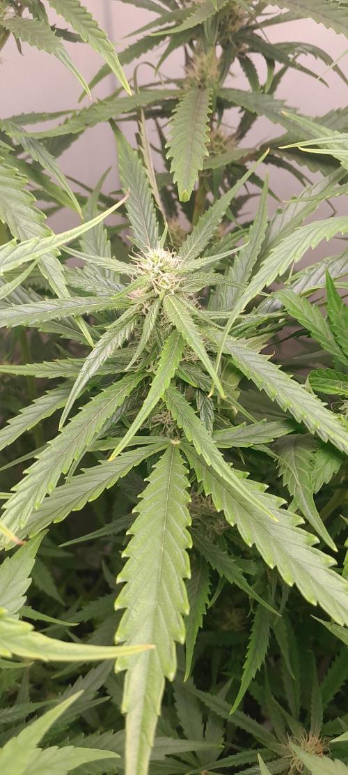 Umas variedade das antigas !. Week 6
