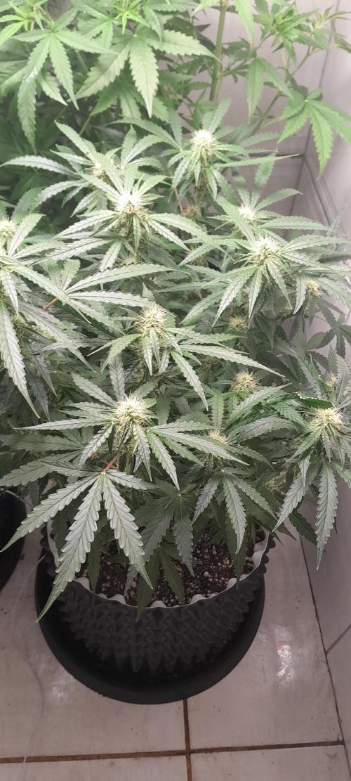 Blueberry. Week 8