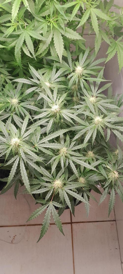 Blueberry. Week 8