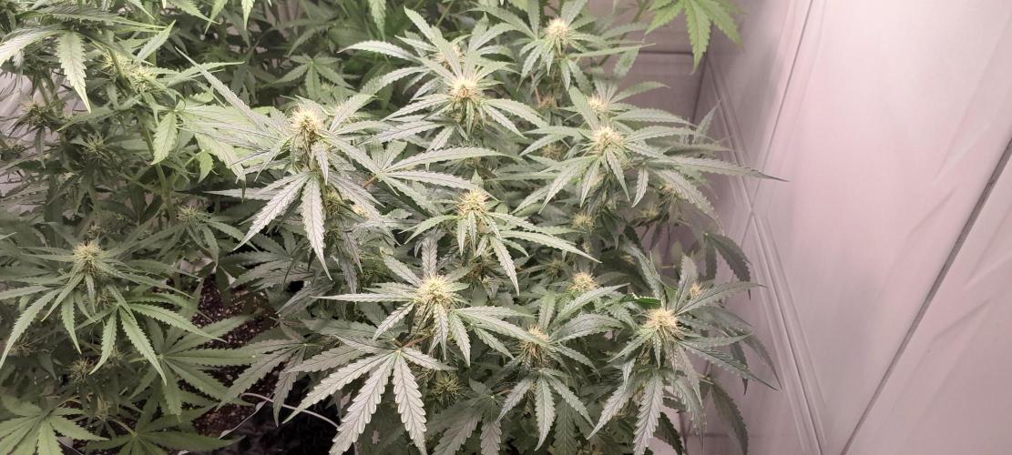 Blueberry. Week 8
