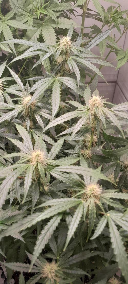 Blueberry. Week 8