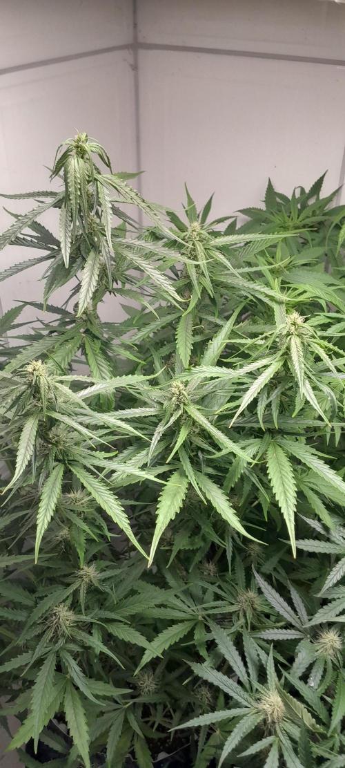 Umas variedade das antigas !. Week 7