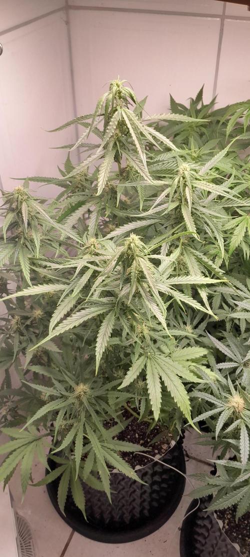 Umas variedade das antigas !. Week 7