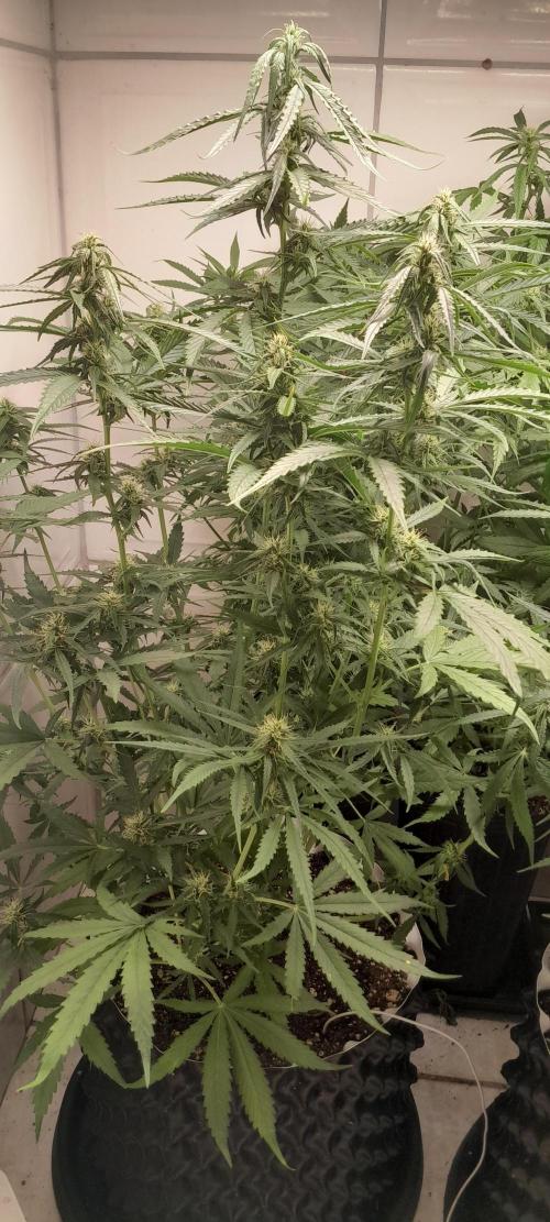 Umas variedade das antigas !. Week 7
