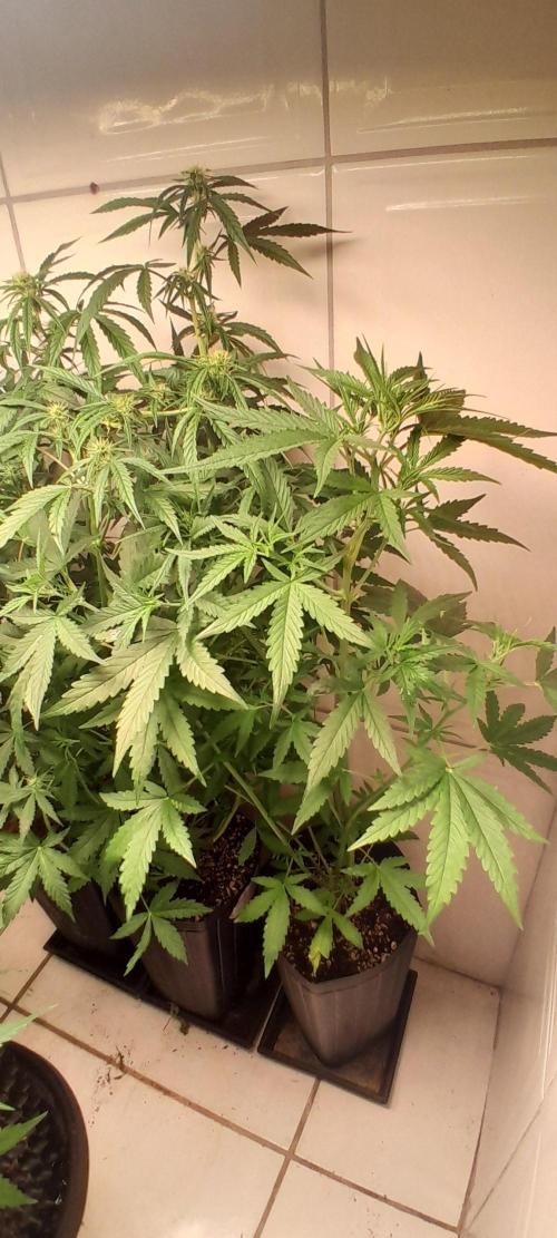 Duas Diesel. Week 6