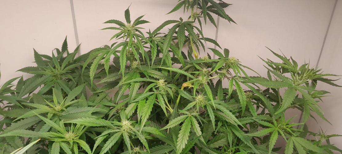 Duas Diesel. Week 6