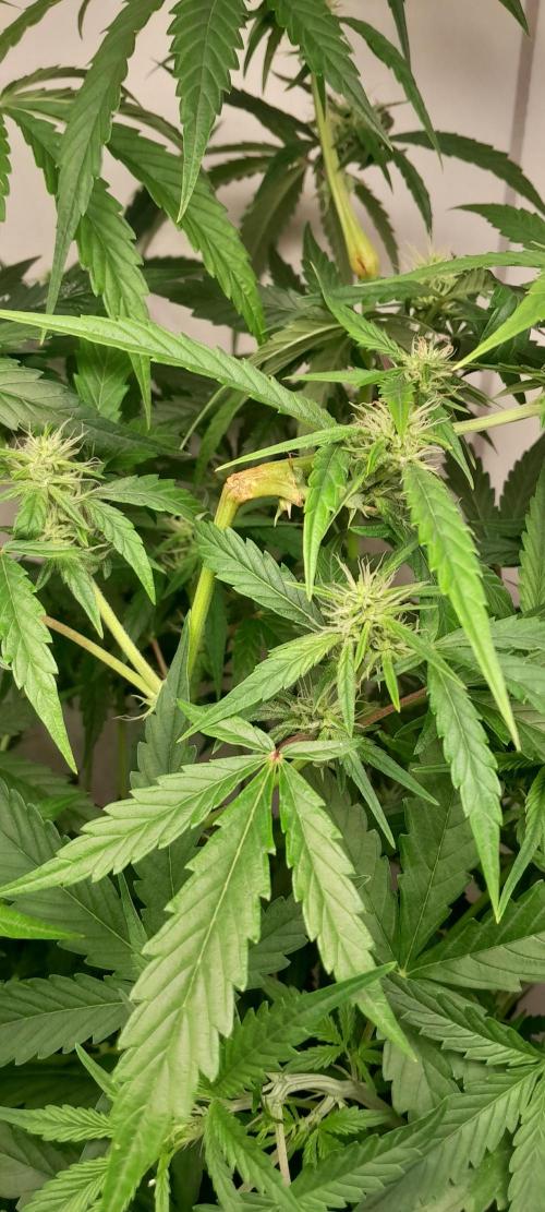 Duas Diesel. Week 6