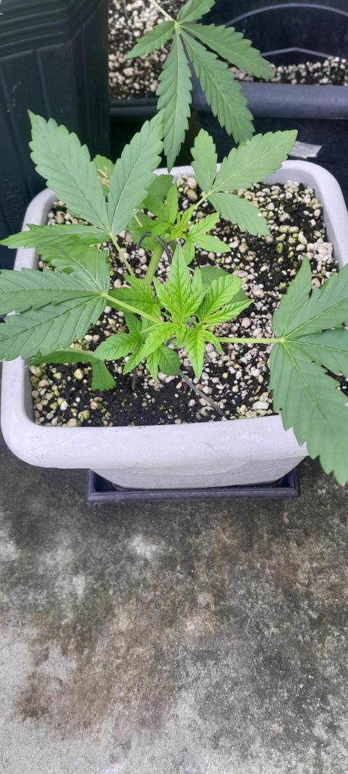 Milgrows Critical Auto. Week 3