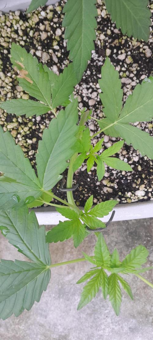 Milgrows Critical Auto. Week 3