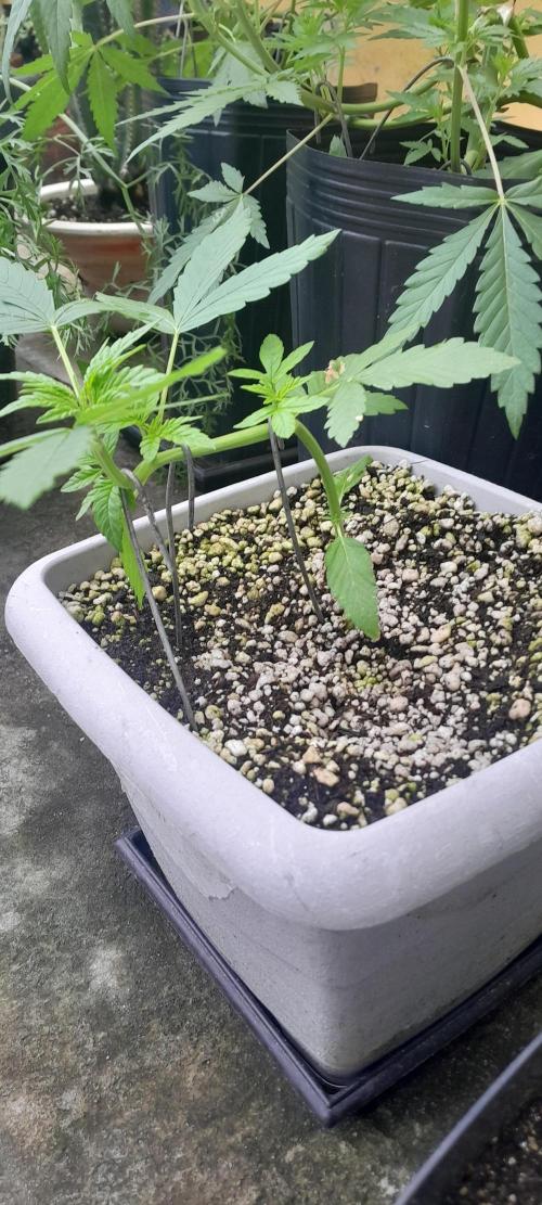 Milgrows Critical Auto. Week 3