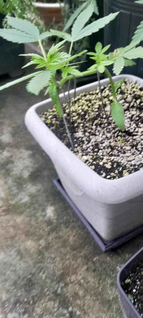 Milgrows Critical Auto. Week 3
