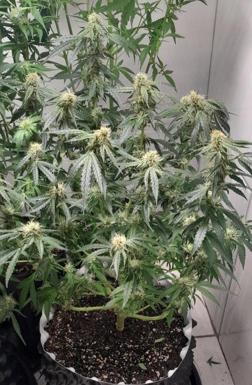 Blueberry. Week 8