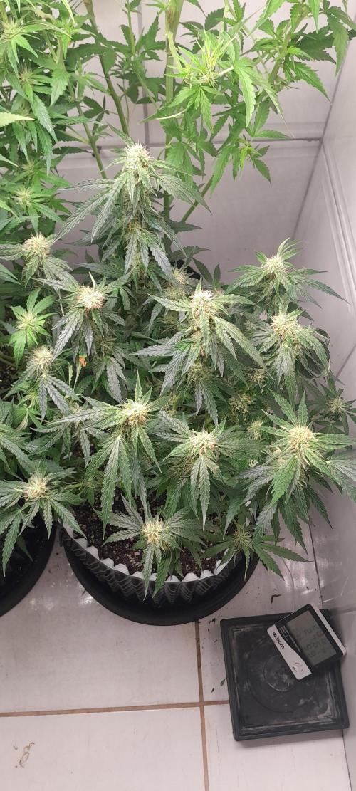 Blueberry. Week 8