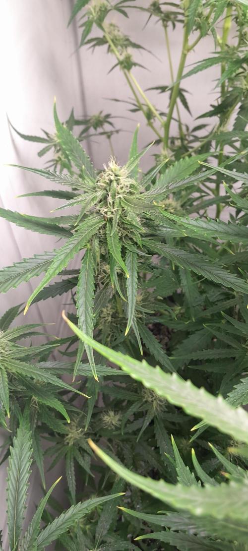 Umas variedade das antigas !. Week 7