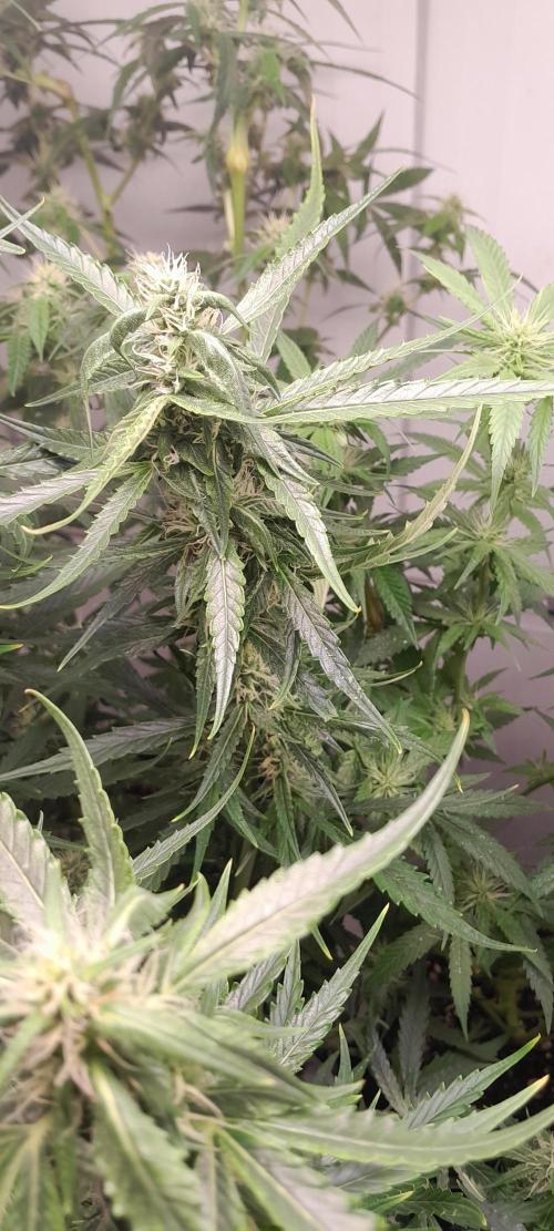 Umas variedade das antigas !. Week 7