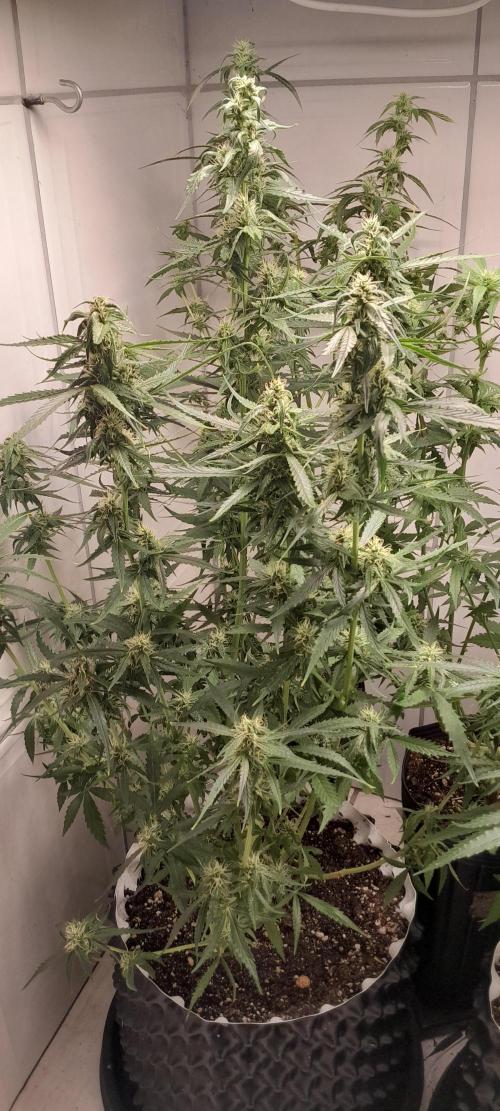 Umas variedade das antigas !. Week 7