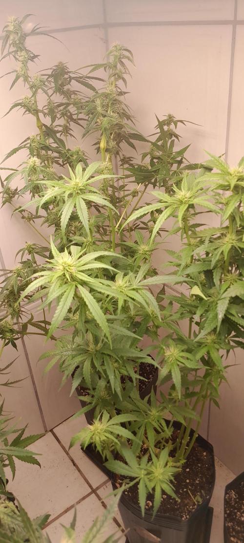 Duas Diesel. Week 6