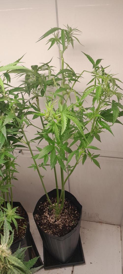 Duas Diesel. Week 6