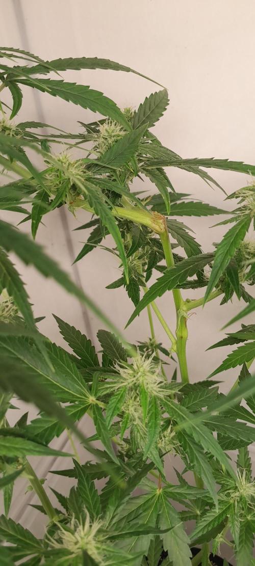 Duas Diesel. Week 6