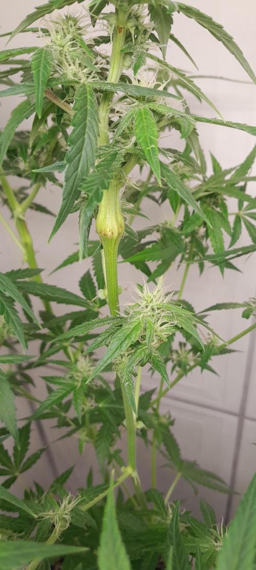 Duas Diesel. Week 6