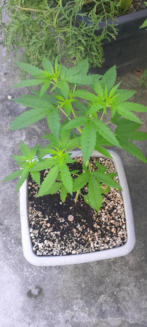 Milgrows Critical Auto. Week 4