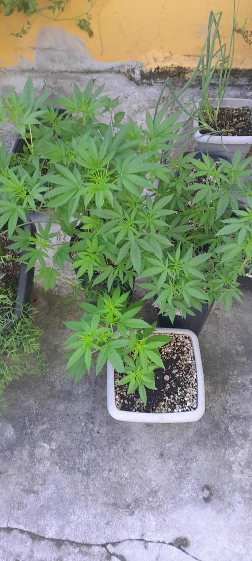 Milgrows Critical Auto. Week 4