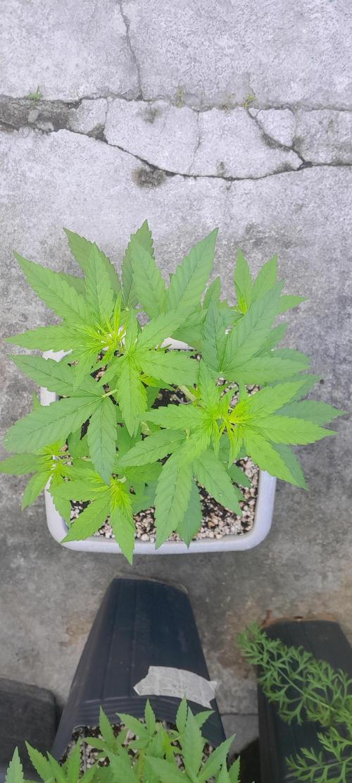 Milgrows Critical Auto. Week 4